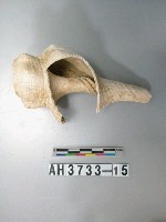 藏品(螺殼)的圖片